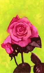 Rose brillante