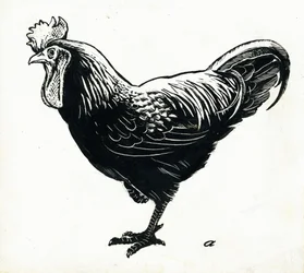 La poule