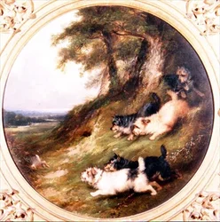 Terriers chassant le lapin