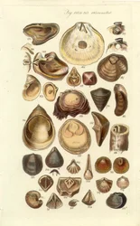 Manuel conchologique, Planche 11. Huîtres et autres coquillages