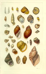 Manuel conchologique, planche 25. Coquilles terrestres colorées