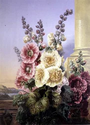 Rose trémière