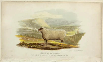 Moutons South Down