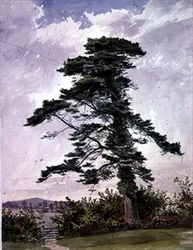 Paysage, avec un pin écossais