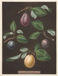 Pomona Britannica: No. 17 - Prunes