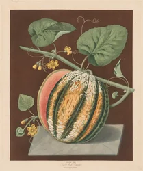 Pomona Britannica : No. 64 - Melon Romana à chair écarlate, 1812