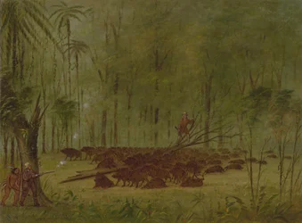 Combat avec des pécaris - Caraïbes, 1854-1869