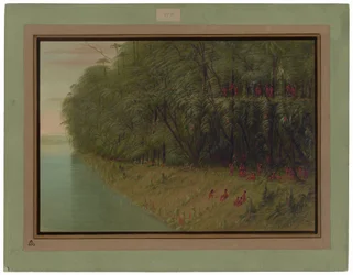 Une forêt amazonienne - Vue du rivage
