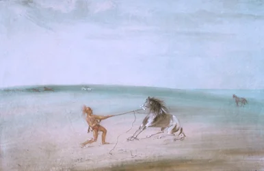 Démanteler le cheval sauvage