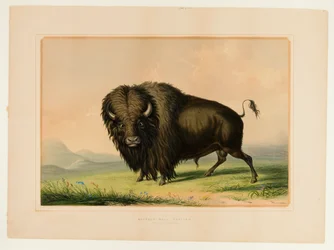 Taureaux de Buffle au pâturage--no.2