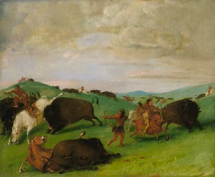 Buffalo Chase, les taureaux se battent avec les hommes et les chevaux
