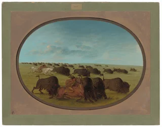 Chasse au bison, avec accidents
