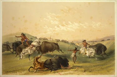 Chasse au buffle : Un groupe nombreux