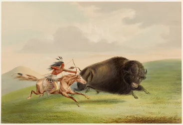 Chasse au bison, poursuite