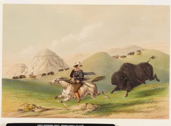 Chasse au bison, les repoussant