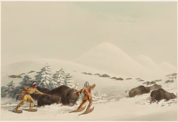 Chasse au bison, en raquettes