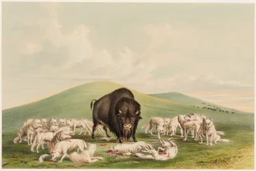 Chasse au bison, Loups blancs attaquant un bison