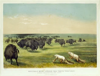 Chasse au bison sous la peau du loup blanc