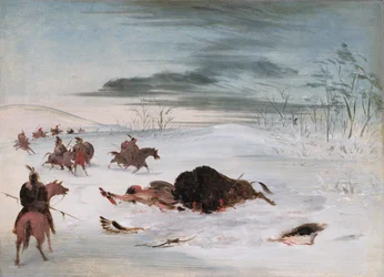 Taureau de Buffle mourant dans une congère