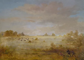 Elan en train de brouter dans une prairie d