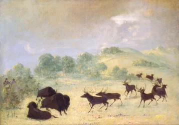 Elan et buffle font connaissance, Texas