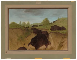 Ours grizzlis attaquant des buffles
