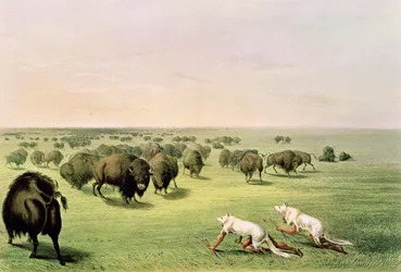Chasse au bison camouflée avec des peaux de loup, vers 1832
