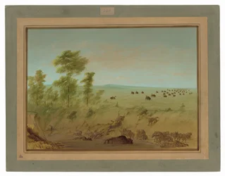 Buffle embourbé et loups