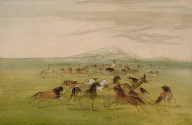 Les chevaux sauvages au jeu
