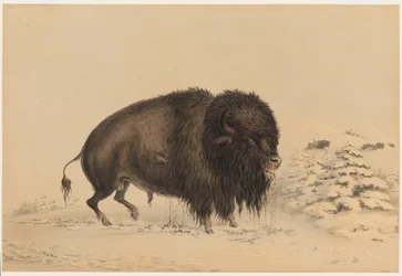 Bison mâle blessé
