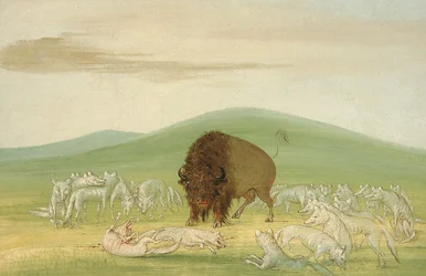 Taureau blessé entouré de loups blancs