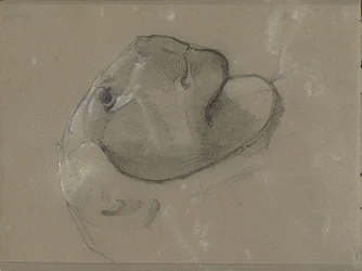 Tête de lion, probablement d