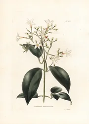 Jasmin (Jasminum paniculatum) - Lithographie de George Cooke, pour le magazine britannique Conrad Loddiges Botanical Cabinet (1738-1826)