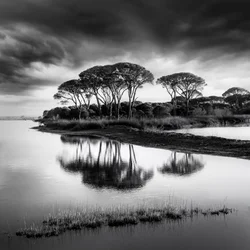 Reflets spectaculaires dans les pins