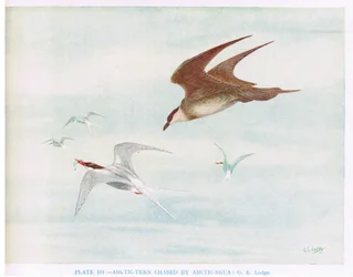 Sterne arctique chassée par un labbe arctique, illustration tirée de "British Birds" par Kirkman  Jourdain