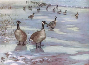 Bernaches du Canada (litho)