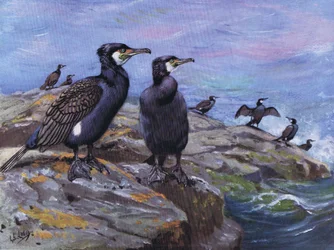 Cormorant (litho)