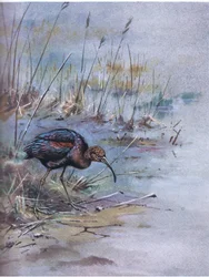 Ibis brillant (litho)