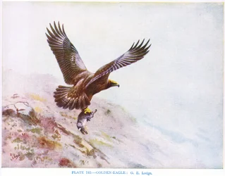 Aigle royal, illustration tirée de "British Birds" par Kirkman  Jourdain