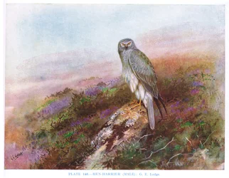Busard Saint-Martin (mâle), illustration tirée de "British Birds" par Kirkman  Jourdain