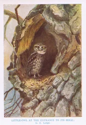 Chouette chevêche au trou du nid, illustration de "British Birds" par Kirkman  Jourdain