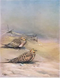 Gélinotte de Pallas (litho)