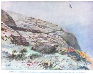 Lagopède se cachant du faucon, illustration tirée de "British Birds" par Kirkman  Jourdain.