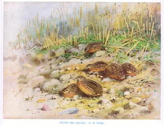Cailles, illustration tirée de "British Birds" par Kirkman  Jourdain