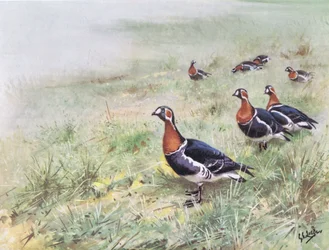 Oies à poitrine rousse (litho)