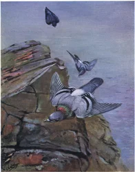 Colombe des rochers (litho)