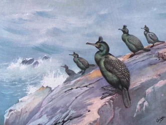 Cormoran cendré ou vert (litho)