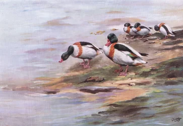 Canards de Sheld (lithographie)