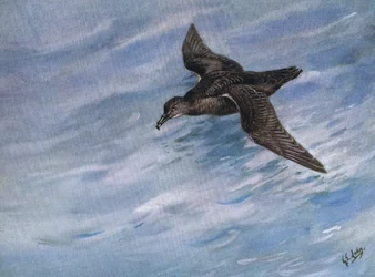 Puffin fuligineux (litho)
