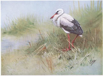 Cigogne blanche (litho)